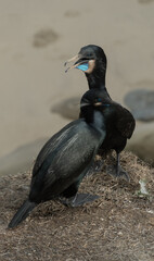 A couple of cormorants at La Jolla Point during winter mating season - 1