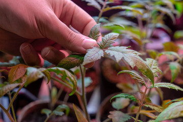 Close-up of a hand gently touching the leaves of a young plant, emphasizing attentive gardening and plant growth
