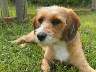 Small, young, Beagle-Terrier mix lying on grass outside and looking at camera 