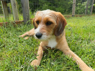 Small, young, Beagle-Terrier mix lying on grass outside and looking to the side