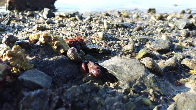 岩陰のやどかりと子ガニ