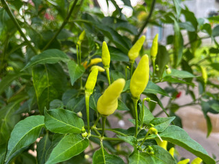 green chilies that grow abundantly in the garden