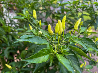 green chilies that grow abundantly in the garden