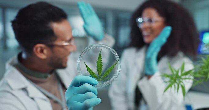 Cannabis Research Images – Browse 39,577 Stock Photos, Vectors, and ...