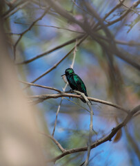 colibrí verde azulado © esteban
