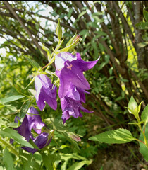 flowers in the forest