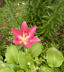 pink lotus flower in garden