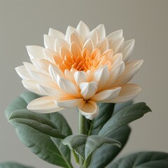 Fototapeta premium photo of soldaster flower 