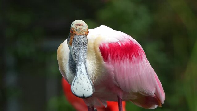 Wild roseate spoonbill, platalea ajaja with striking pink plumage perched in the shallow water, staring straight into the camera, close up portrait shot capturing the features of this bird species.