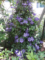 flowers in the garden