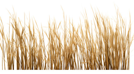 reeds isolated on white background - obrazy, fototapety, plakaty