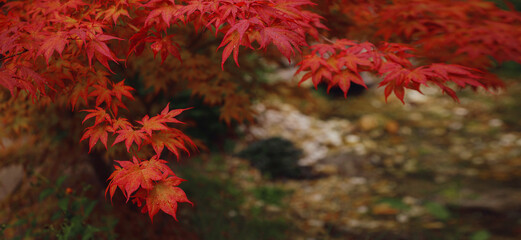 Beautiful autumn leaves that turned red in autumn in Japan. Japanese Maple tree called Acer Palmatum Fireglow in bright sunshine.