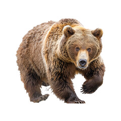 Fototapeta premium Bear_running