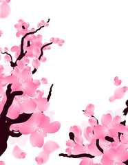 Spring cherry tree flowers bloom background, Rectangle frame with sakura blossom branch.