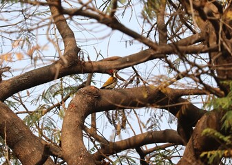 view of jim corbett national park 