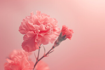pink carnation bouquet on a pink background in the st