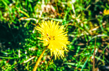 Yellow flowers have many meanings, some being happiness, optimism, loyalty, and positivity. Plants with vibrant yellow flowers are some of the most beautiful in the garden.