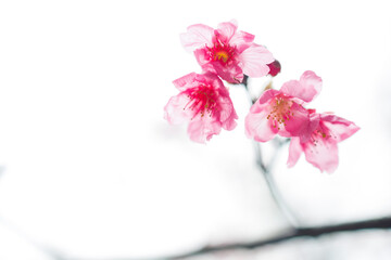 Naklejka na ściany i meble cherry blossoms blooming under the warm sunlight,