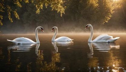 Gordijnen a swans in the water at sunset. Generative AI. © zax