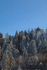 Winter, Great Smoky Mountains National Park - 739663050