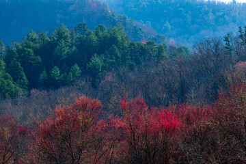 Tree Buds and Mountains in Early Spring - 739663619