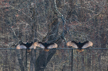 Turkey Vultures sunning in Cherokee, NC - 739663813