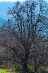 Bare Tree in Cherokee, NC - 739663823