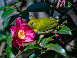 サザンカとメジロ