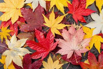 Naklejka na ściany i meble A collection of colorful autumn leaves background. The leaves are of various sizes and colors, including red, yellow, and orange. Concept of warmth and nostalgia