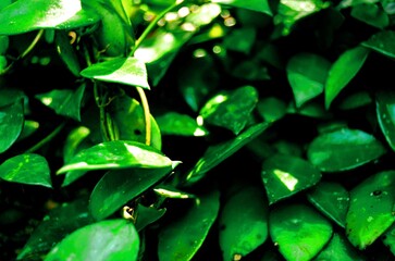 green leaves of small size in zoom mode - obrazy, fototapety, plakaty