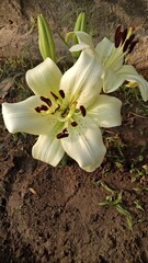 lily of the valley