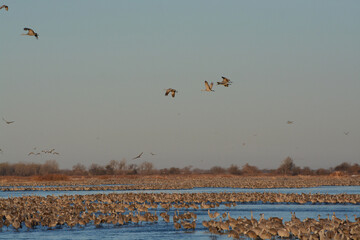 Thousands of Sandhill Cranes (Antigone canadensis) flock in the Platte River, Nebraska, on...
