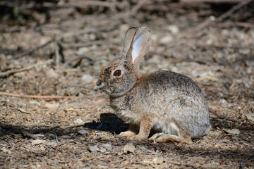 Naklejka na ściany i meble Desert Cottontail (Sylvilagus audubonii), a cute brown rabbit species of the western United States from California to Texas and the Great Plains. Desert cottontails have long ears and eat plants.