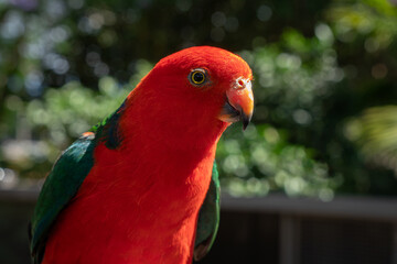 Australian King Parrot in Garden