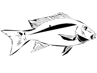 Mutton Snapper Outline