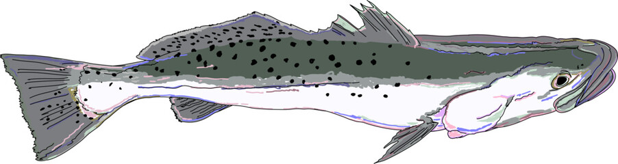 Full Colored Speckled Seatrout