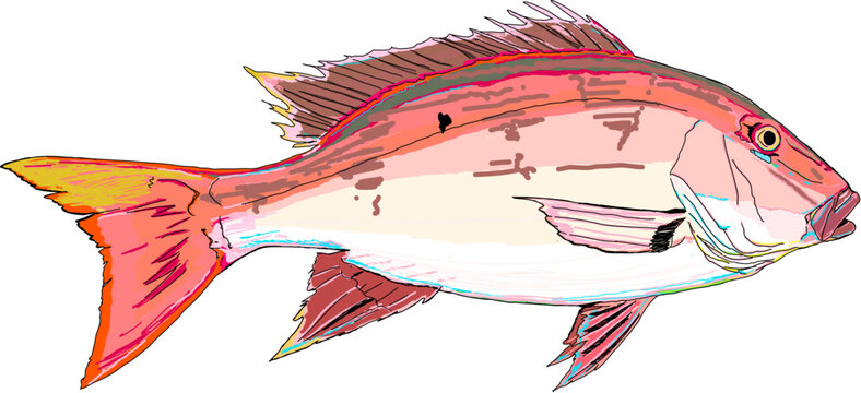 Full Colored Mutton Snapper Fish