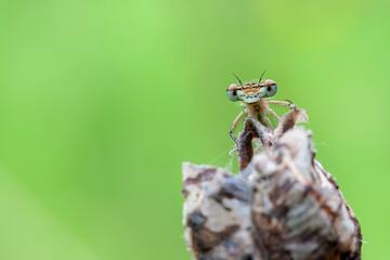 A blue dragonfly is sitting on a flower in a meadow. Insect dragonfly close-up macro