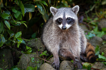A wild raccoon is looking for food on the ground. Portrait of a wild raccoon