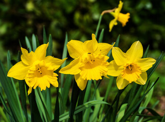 Vibrant Yellow Daffodils in Bloom © VGV