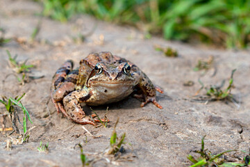 An ordinary frog (Rana temporaria) on the ground in the forest. A wildlife scene from nature