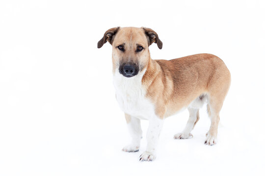 A mongrel dog is depicted in close-up on a white background.