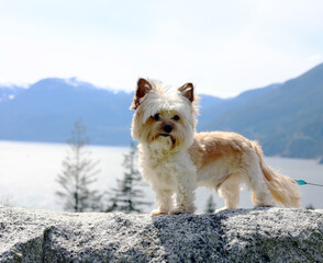 family dog travel vacation outdoors parks 