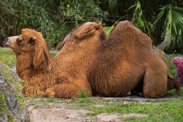 camel in the zoo