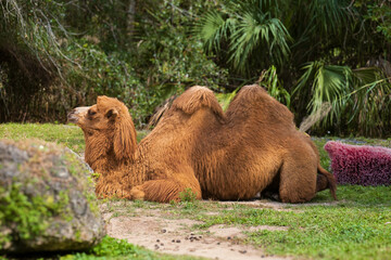Camel