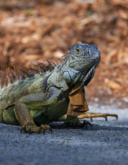 Iguana