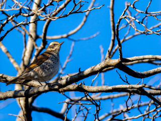 木の枝にとまるツグミ