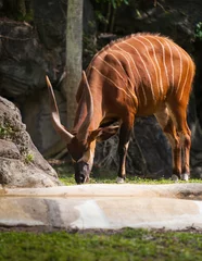Fotobehang antelope in zoo © Blaz Photography 