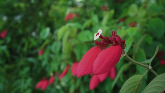 4K video recording.
Close-up of the bright red flower of the Ashanti blood, Red Flag Bush and Tropical Dogwood scientific name Mussaenda Erythrophilla in Surabaya, East java.