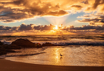 The view of the sunrise from the sea with a seagull standing in the water from Surfers Paradise Beach in Gold Coast